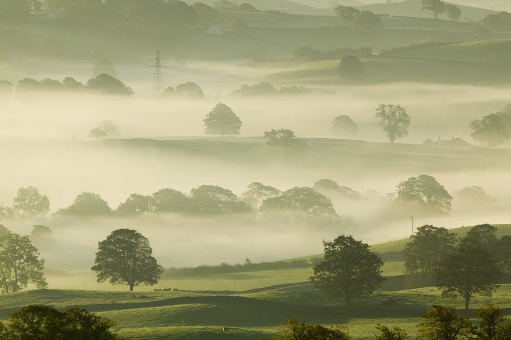 Detail of Foggy Grassland by Anonymous