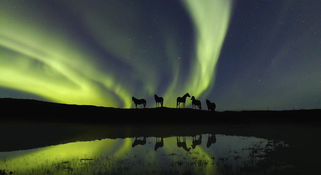 Detail of Horses under the Aurora Borealis by Anonymous