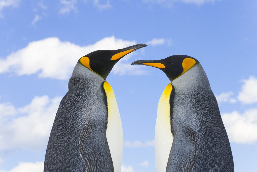 Detail of King Penguins by Corbis