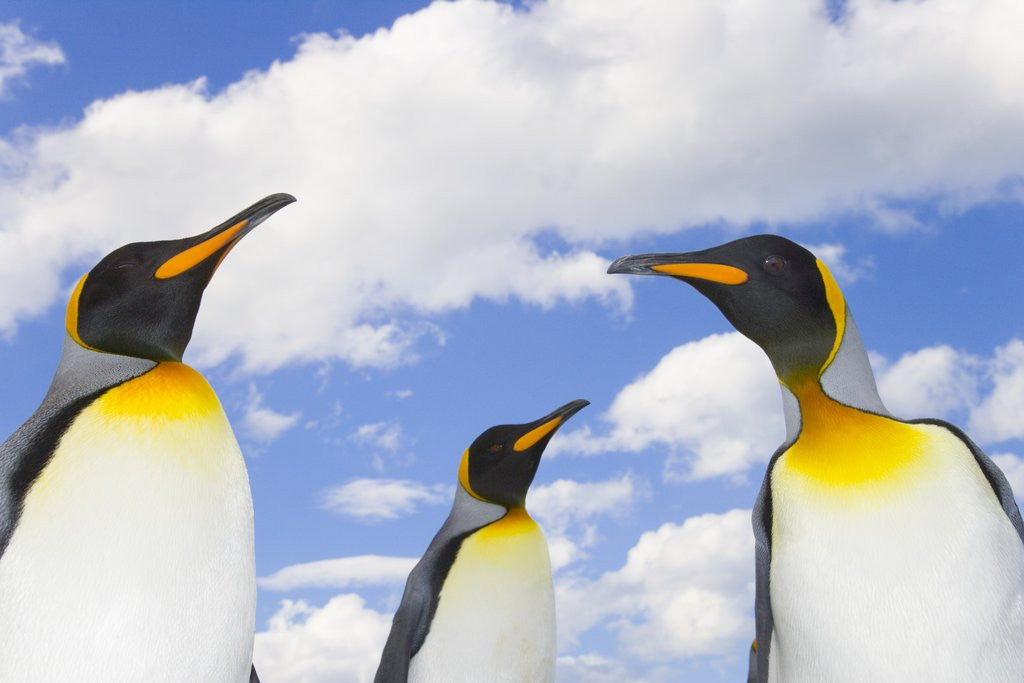 Detail of King Penguins by Anonymous