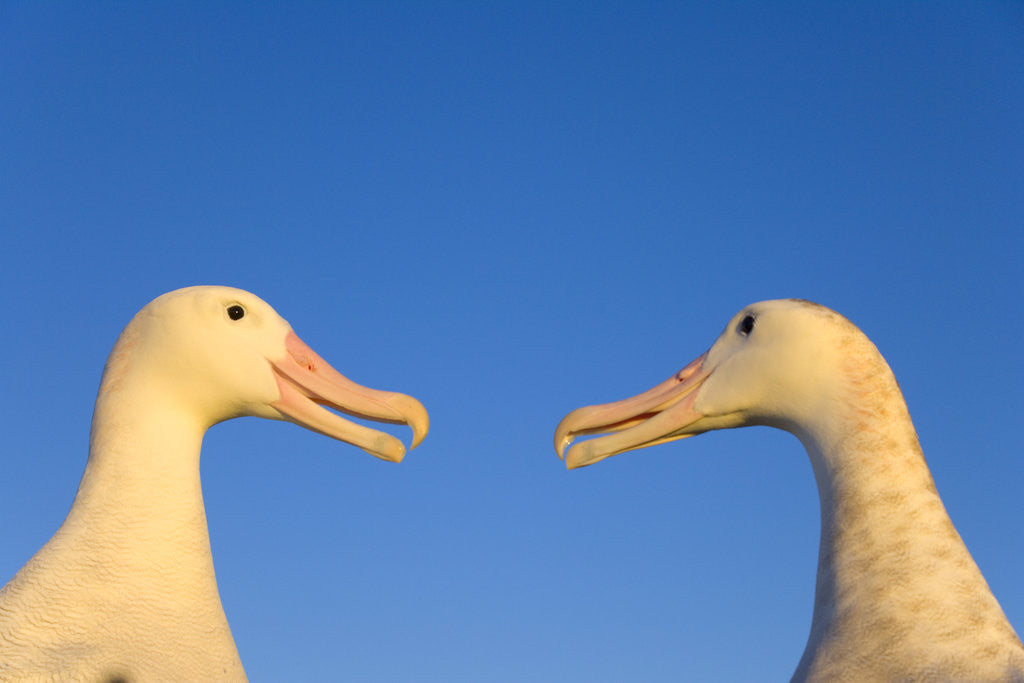 Detail of Wandering Albatrosses Courting by Anonymous