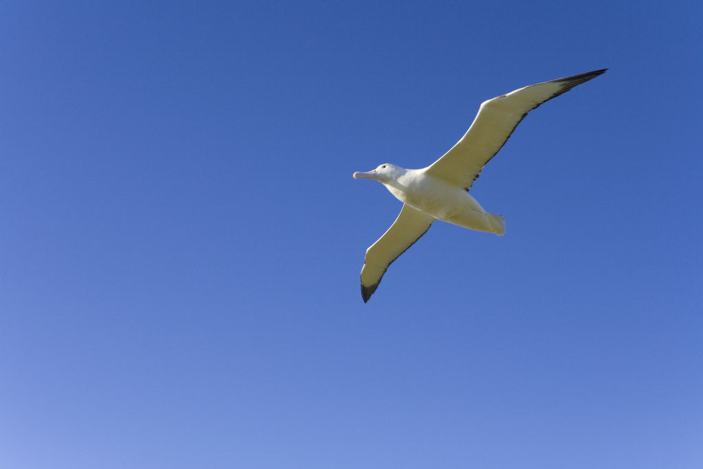 Detail of Wandering Albatross in Flight by Anonymous