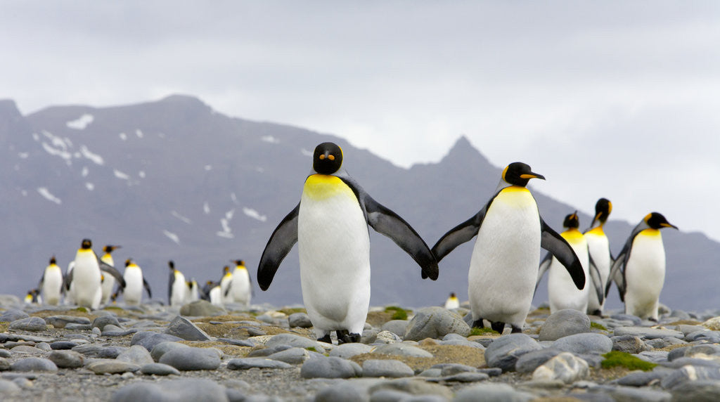 Detail of King Penguins Walking on Rocky Beach by Anonymous