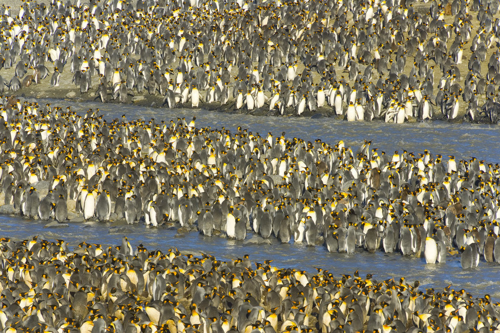 Detail of King Penguins in Coastal Rookery by Anonymous