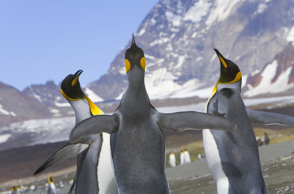 Detail of King Penguins Interacting by Anonymous