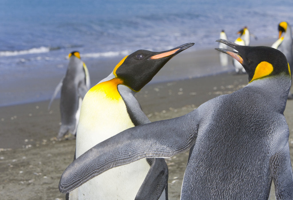 Detail of King Penguins Fighting by Anonymous