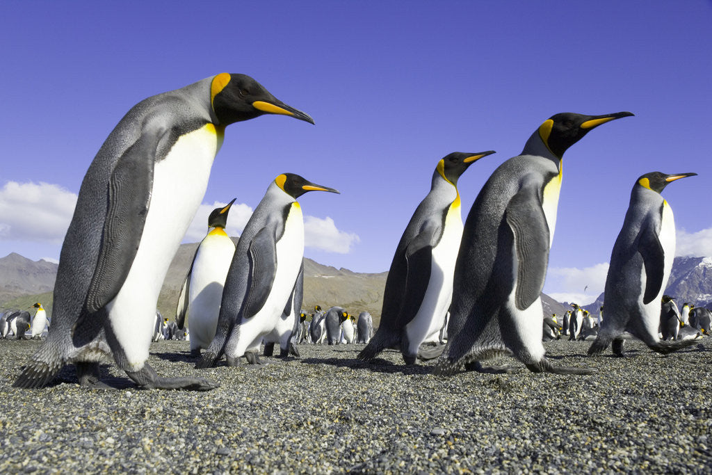 Detail of King Penguins on Beach by Anonymous
