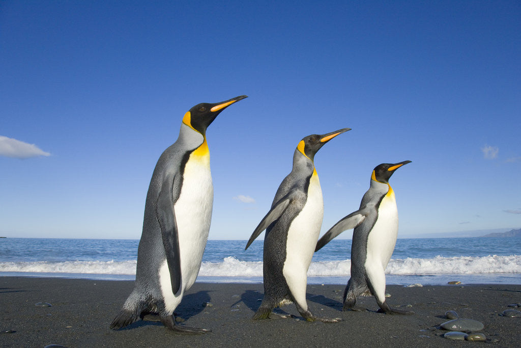 Detail of King Penguins Walking on Beach by Corbis