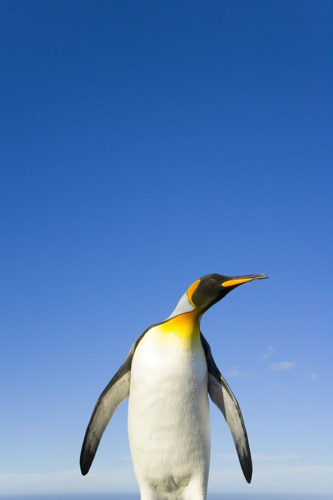Detail of King Penguin Alert and Watchful by Anonymous