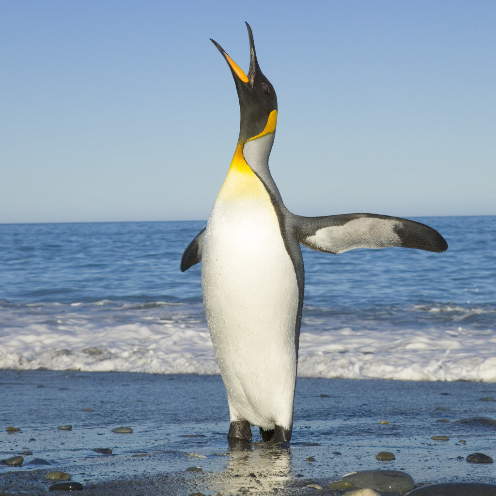 Detail of King Penguin Coming Out of Sea by Corbis