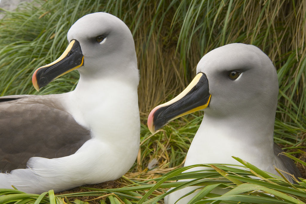 Detail of Pair of Mated Grey-Headed Albatross Adults by Corbis