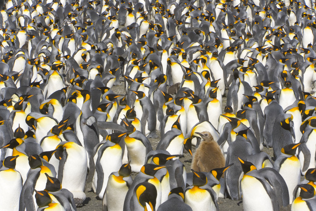 Detail of Big Molting Chick in King Penguin Rookery by Anonymous