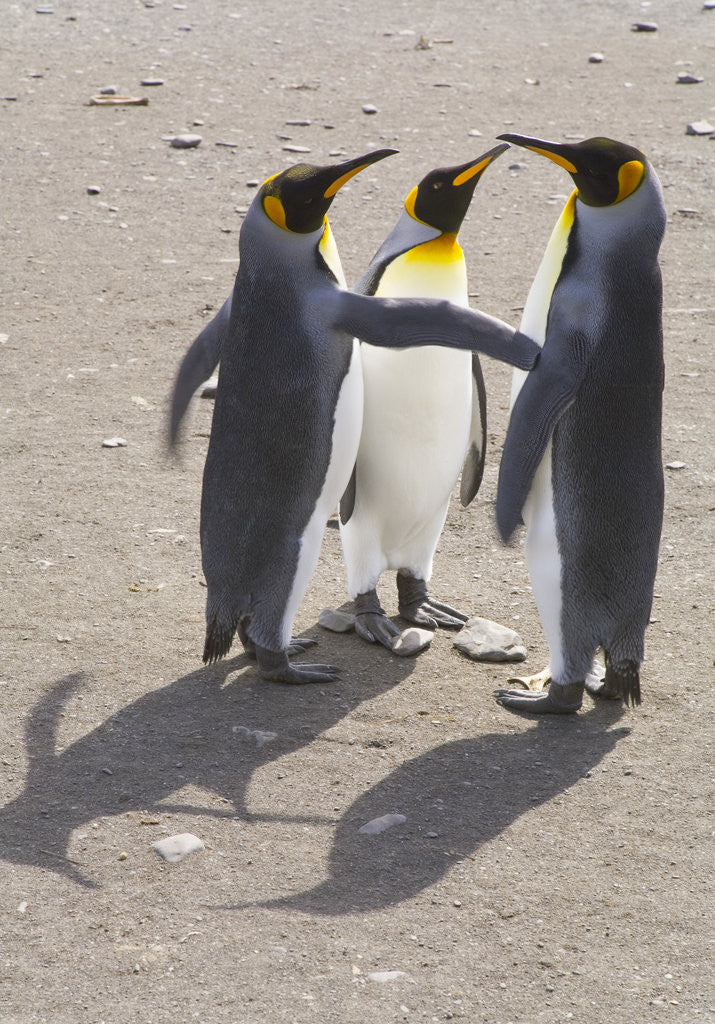 Detail of King Penguins Interacting on Beach by Anonymous