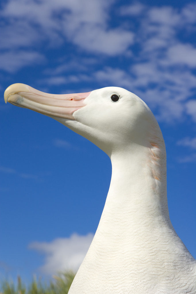 Detail of Wandering Albatross by Anonymous