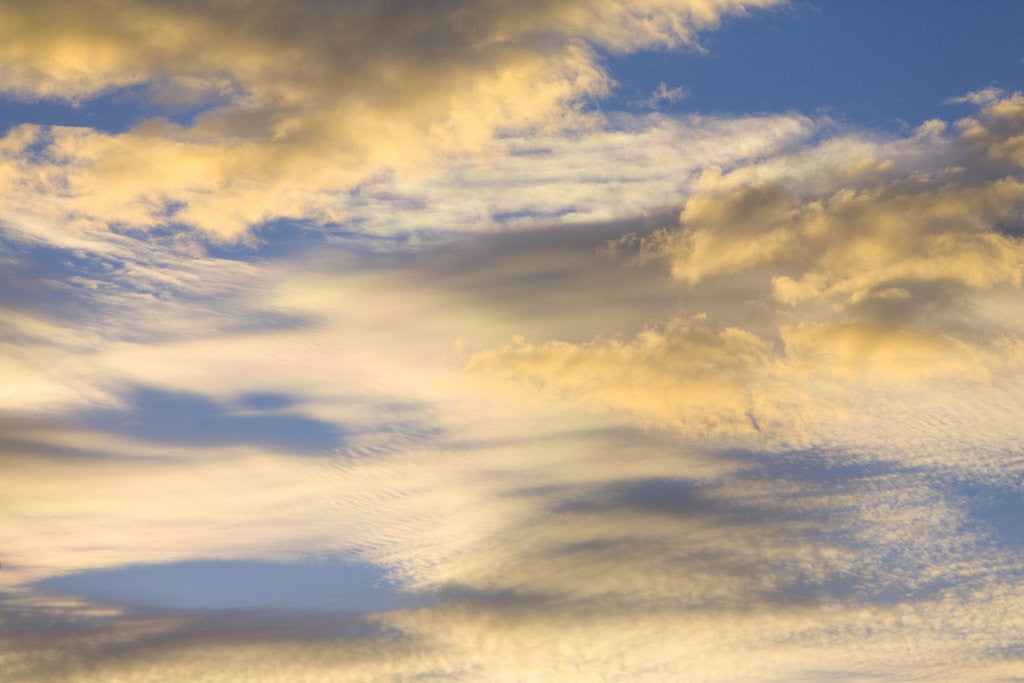 Detail of Cumulus Clouds Colored Gold in Blue Sky by Corbis