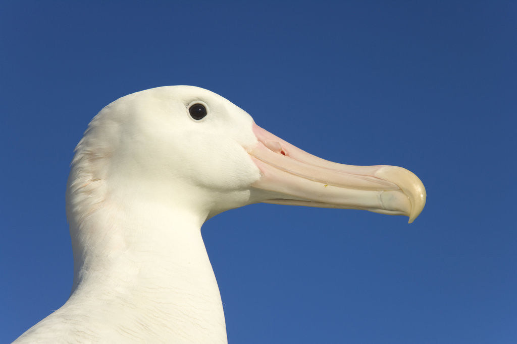 Detail of Wandering Albatross by Corbis