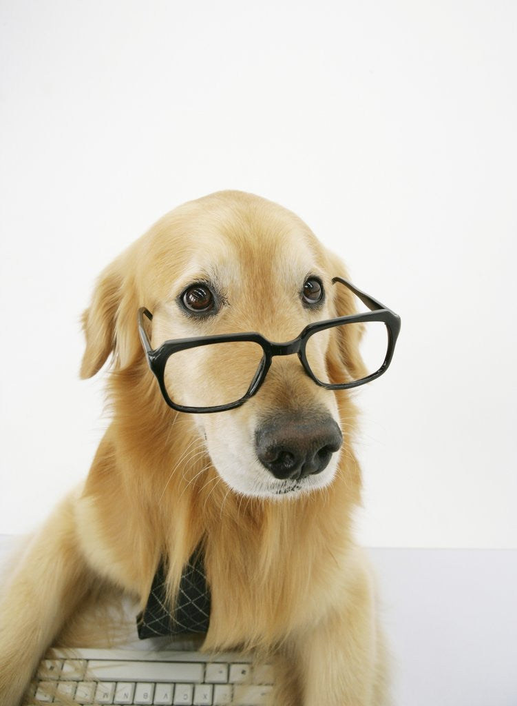 Golden retriever online with glasses