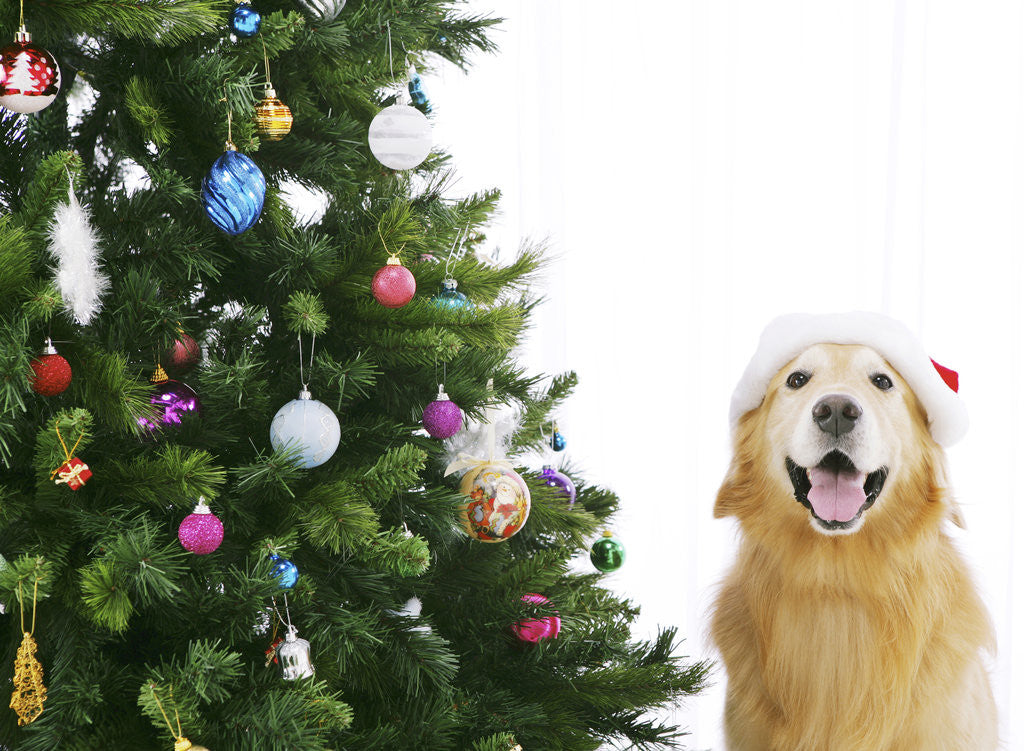 Detail of Golden Retriever by Christmas Tree