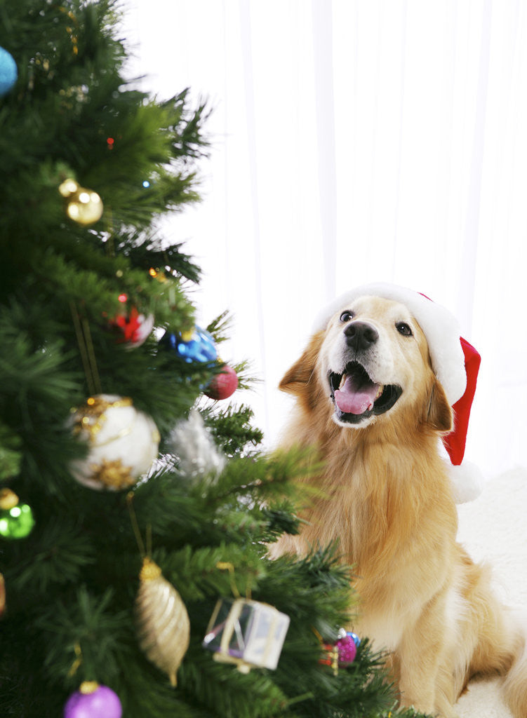 Detail of Golden Retriever by Christmas Tree