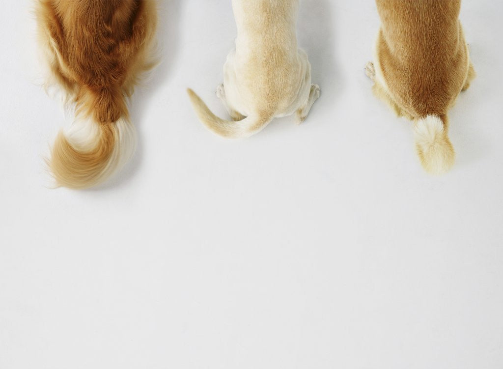 Detail of Dogs Wagging Tails by Corbis