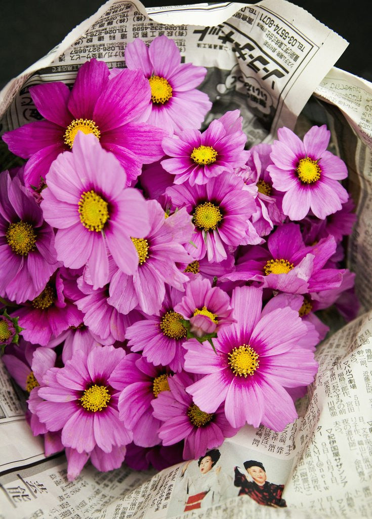 Detail of Bouquet of Cosmos Flowers by Anonymous