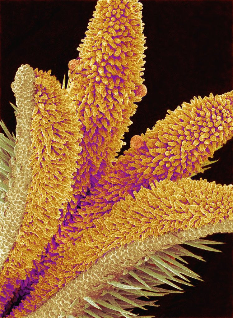 Detail of Pistil of a Geranium Flower by Anonymous