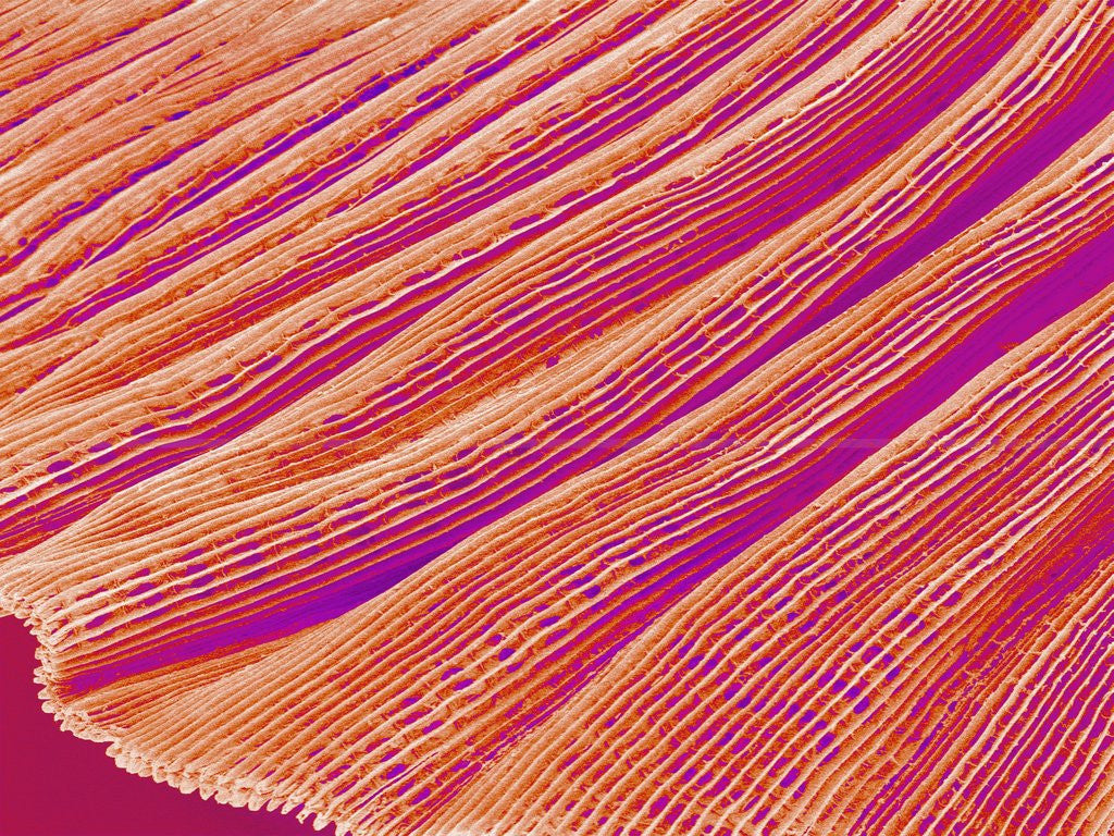 Detail of Gill of a Freshwater Clam by Anonymous