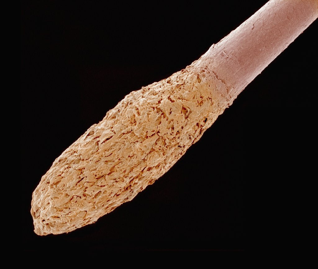 Detail of Human Hair Root by Anonymous