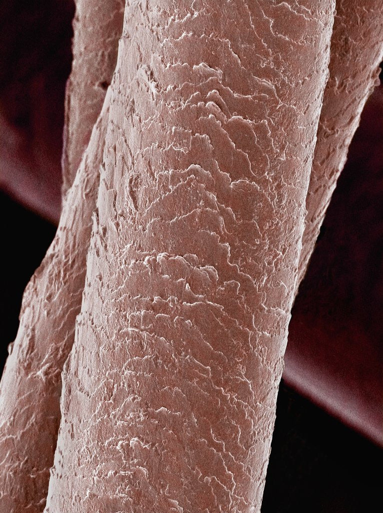 Detail of Human Hair by Anonymous