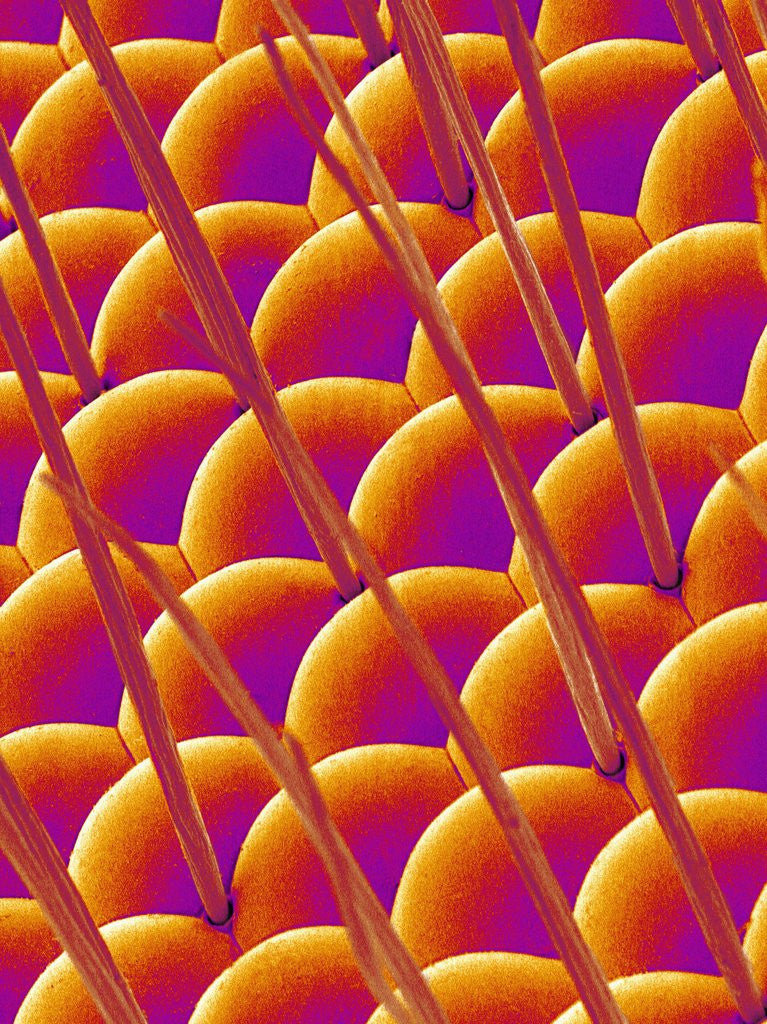 Detail of Compound Eye of a Flower Fly by Corbis