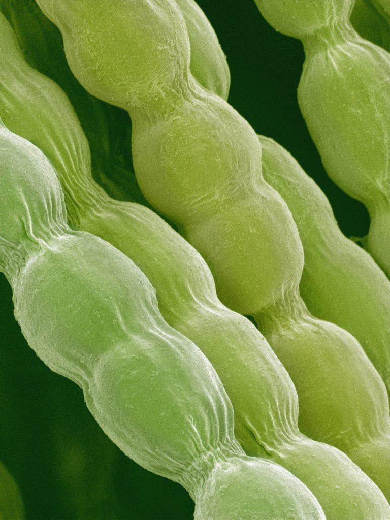 Detail of Hairs on Petal of a Periwinkle by Anonymous