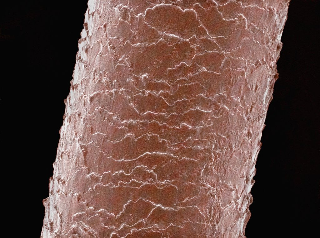 Detail of Human Hair by Anonymous