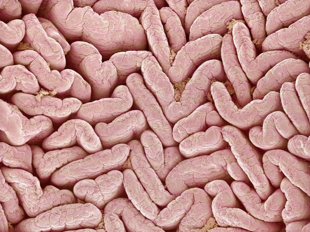 Detail of Duodenum Villi from a Rat by Corbis