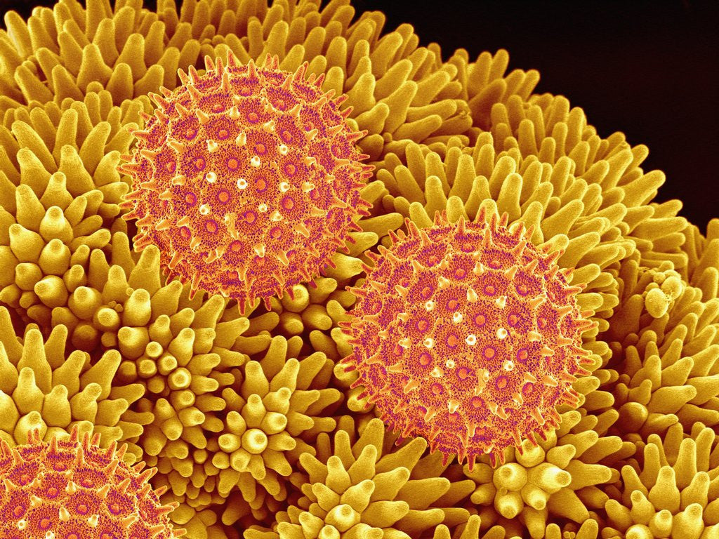 Detail of Pollen on Morning Glory Pistil by Anonymous