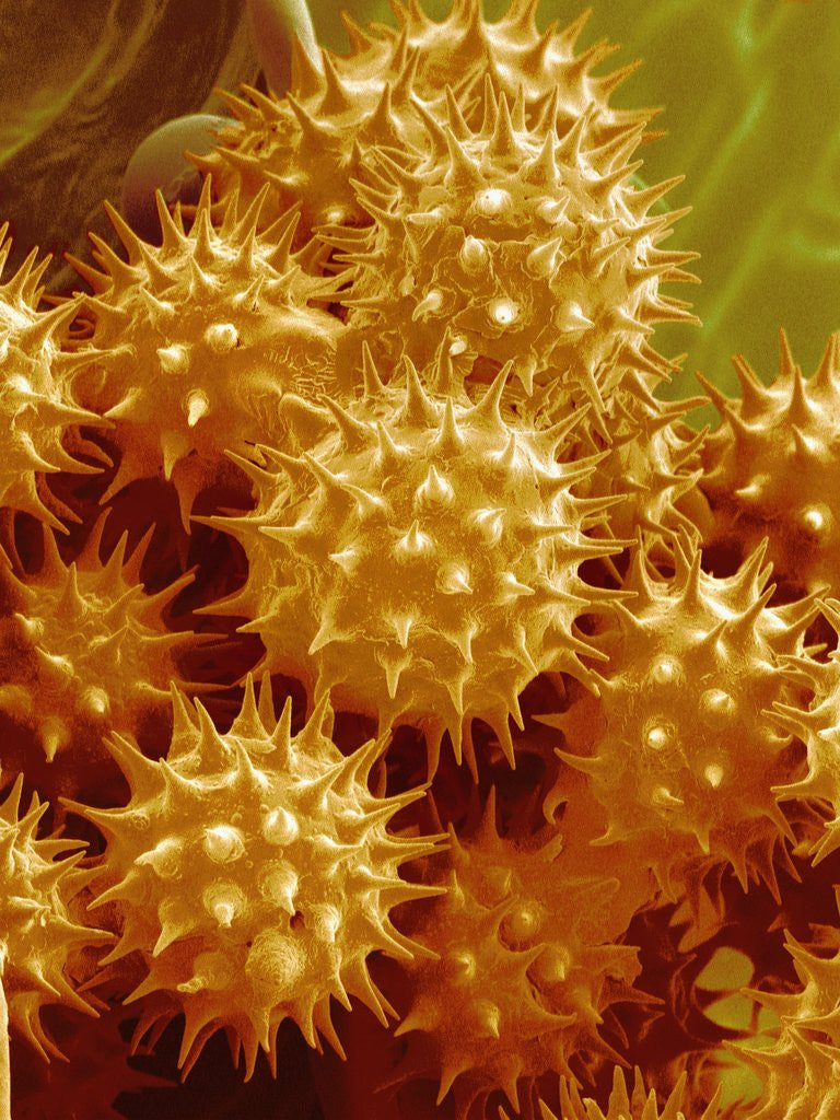 Detail of Sunflower Pollen by Anonymous