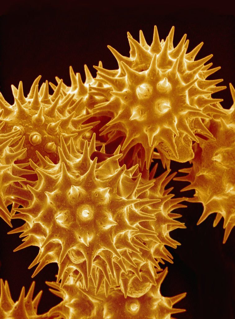 Detail of Sunflower Pollen by Corbis
