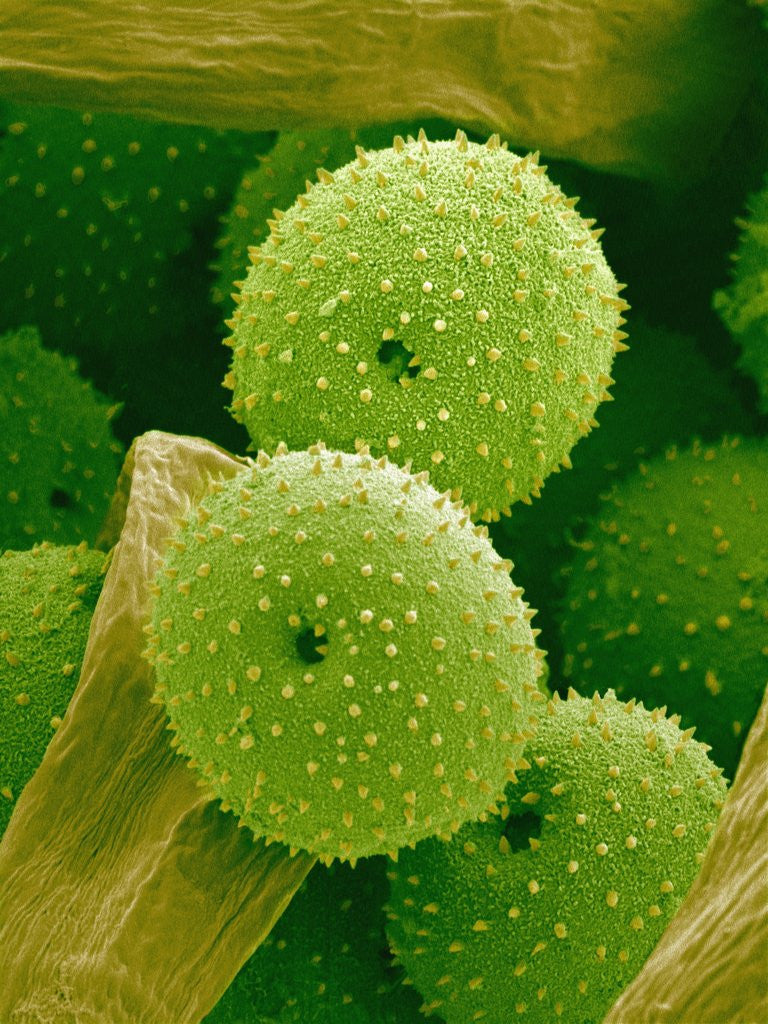 Detail of Lady Bell Plant Pollen by Anonymous
