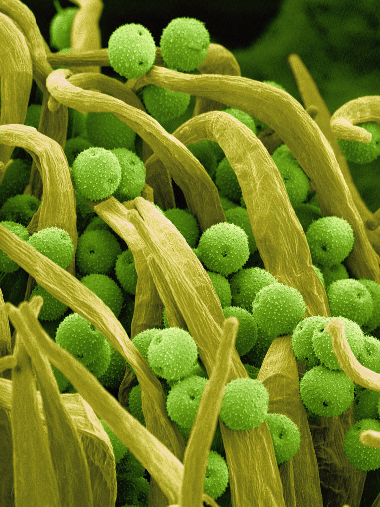 Detail of Lady Bell Plant Pollen by Anonymous