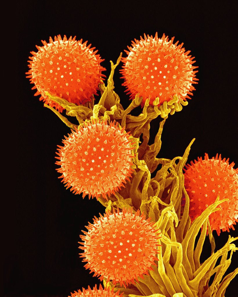 Detail of Pollen on Pistil of a Mallow Plant by Anonymous