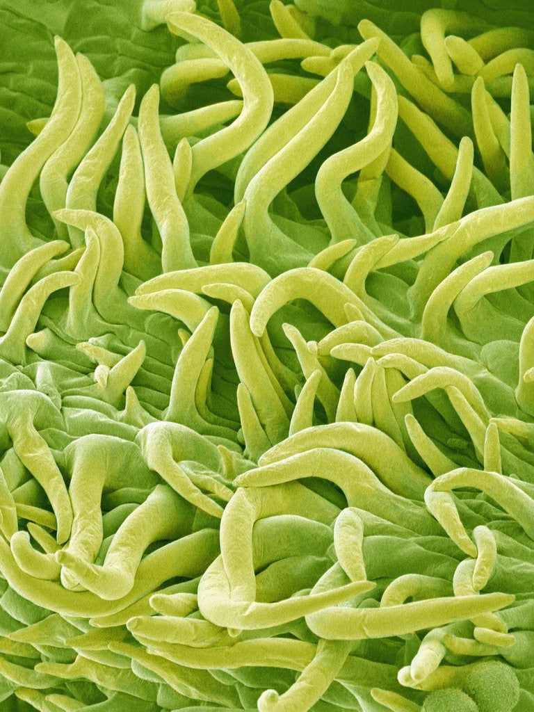 Detail of Filament of a Pieris Flower by Anonymous