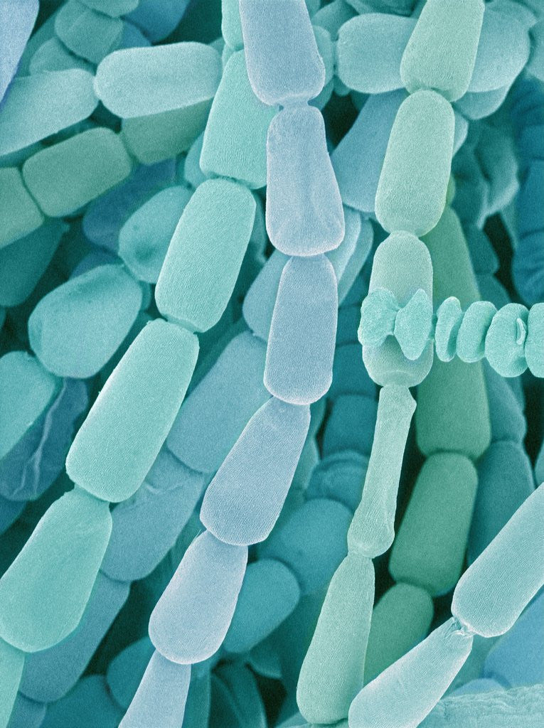 Detail of Filament of a Spider Lily Flower by Anonymous