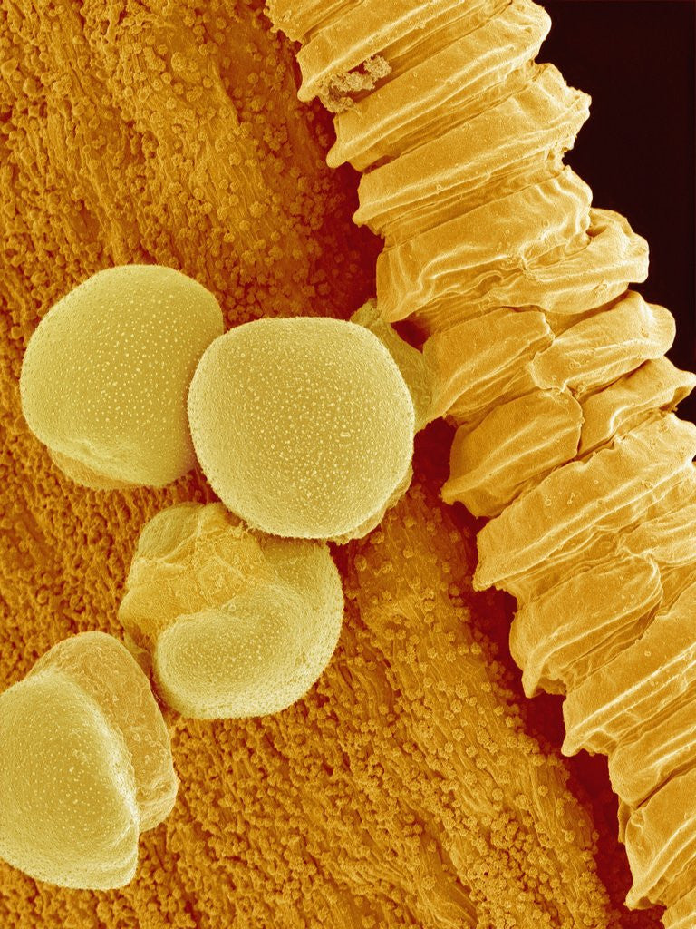 Detail of Gladiolus Pollen in Anther by Corbis