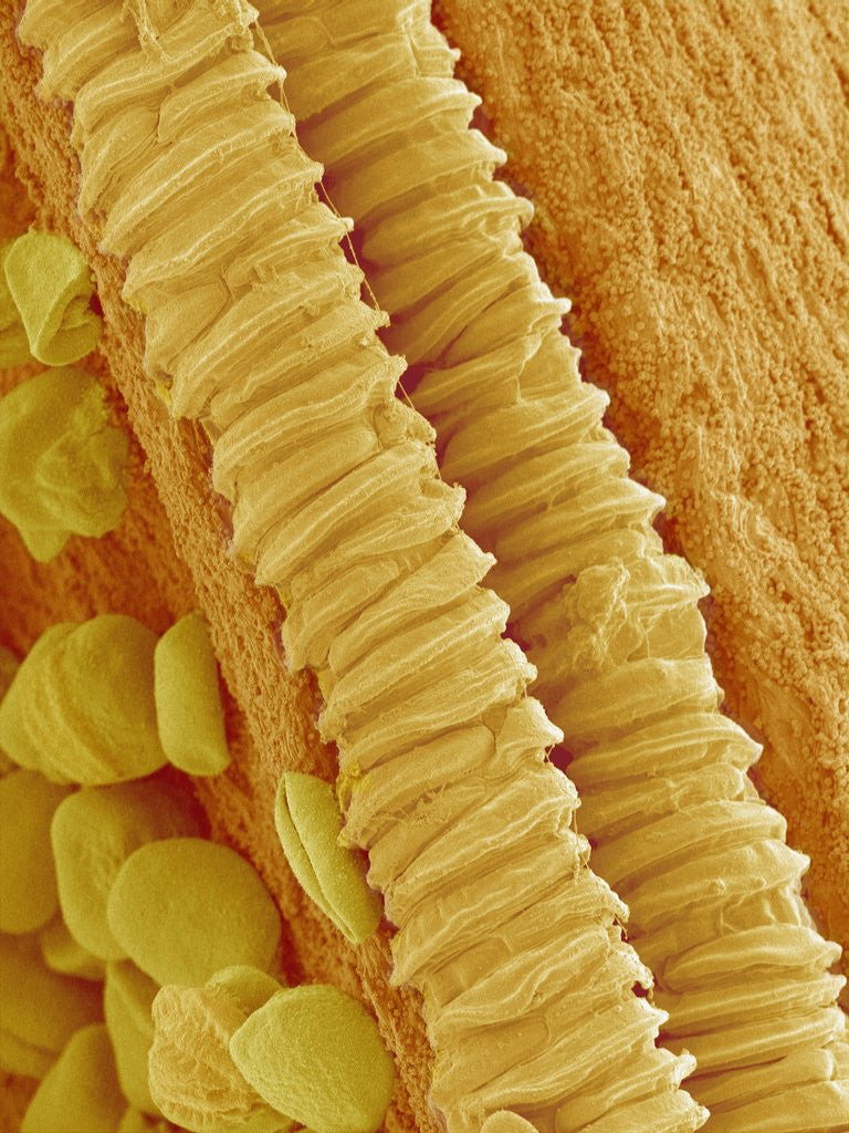 Detail of Gladiolus Pollen in Anther by Anonymous