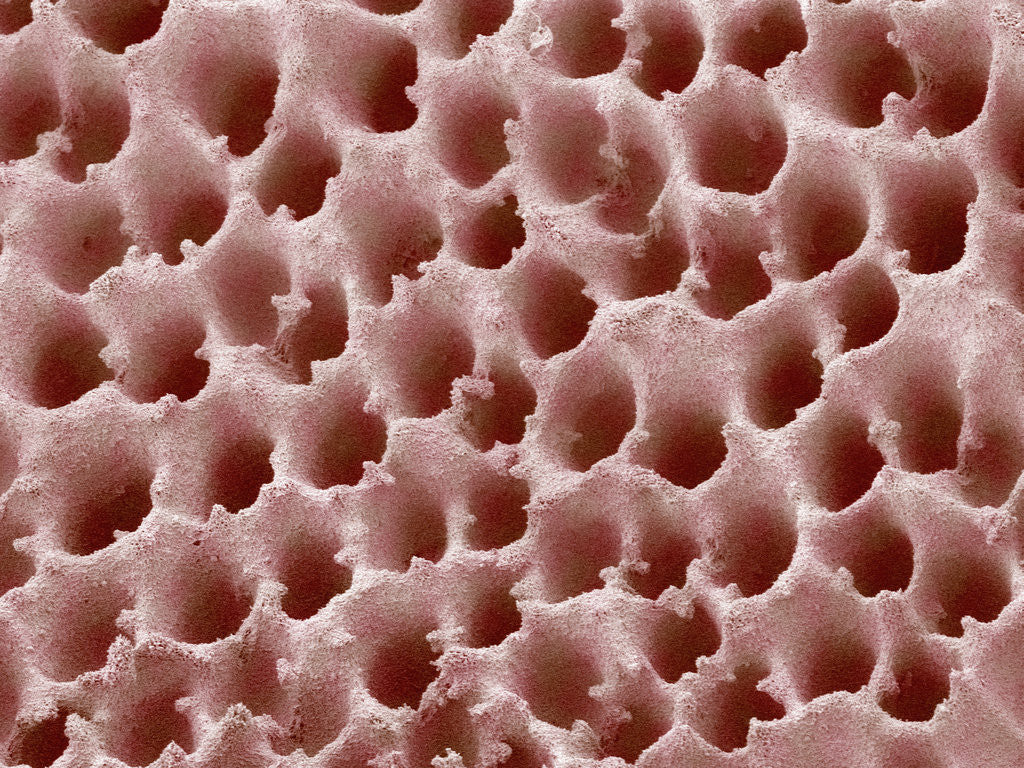 Detail of Underside of a Polypore Mushroom by Anonymous