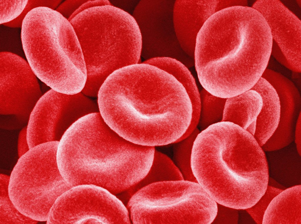 Detail of Human Red Blood Cells by Anonymous