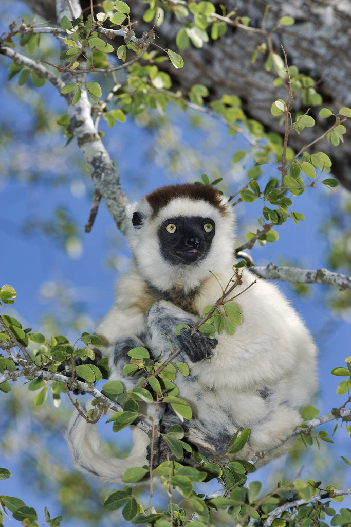 Detail of Verreaux's Sifaka by Anonymous