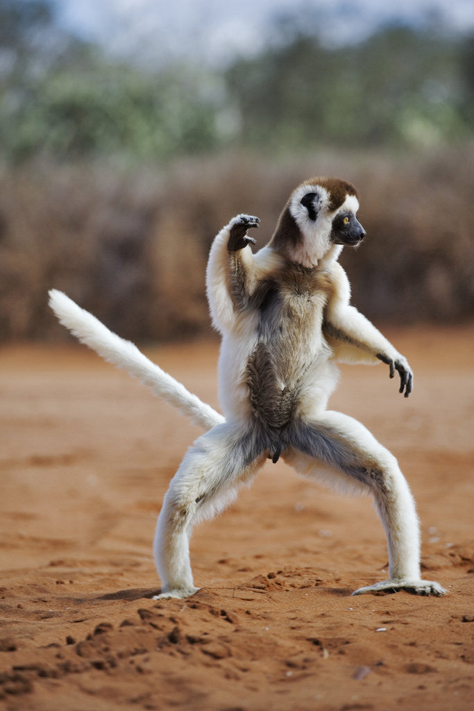 Detail of Verreaux's Sifaka by Anonymous