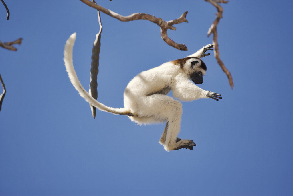 Detail of Verreaux's Sifaka Leaping From Tree by Anonymous