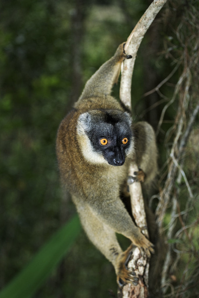 Detail of Common Brown Lemur by Anonymous