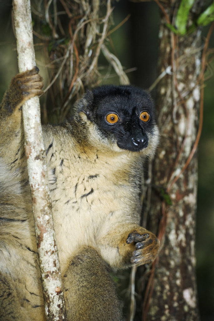 Detail of Common Brown Lemur by Anonymous